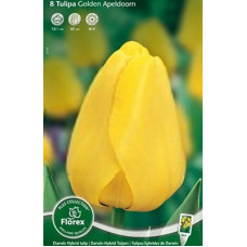 Тюльпан Голден Апельдорн