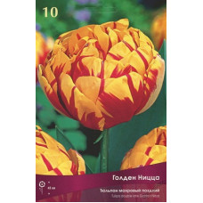 Тюльпан Голден Ницца