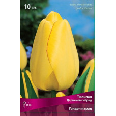 Тюльпан Голден Парад