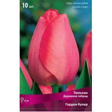 Тюльпан Гордон Купер