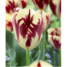 Тюльпан триумф Гранд Перфекшн