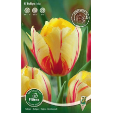 Тюльпан Ида