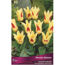 Тюльпан Иоганн Штраус