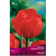 Тюльпан Карлтон