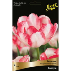 Тюльпан Картуш (махровый поздний)