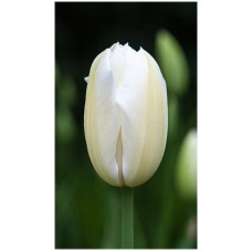 Тюльпан Катерина