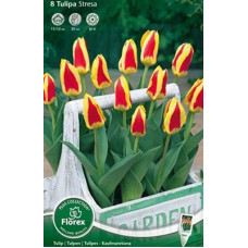 Тюльпан Кауфмана Стреза