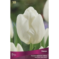 Тюльпан Хакун 