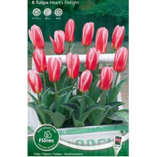 Тюльпан Хат'с Дилайт (Кауфмана)