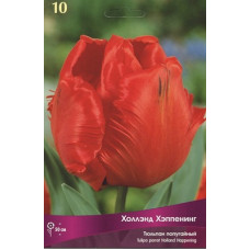 Тюльпан Холланд Хэппенинг