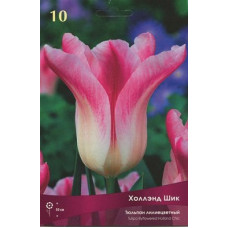 Тюльпан Холлэнд Шик