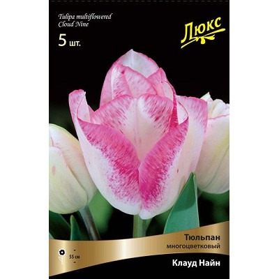 Тюльпан Клауд Найн  (многоцветковый)