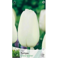 Тюльпан Клирватер (простой поздний)