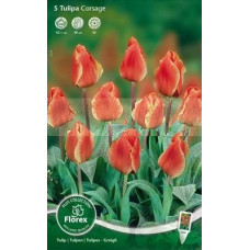 Тюльпан Корсаж