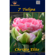 Тюльпан Кристо Элит (махровый поздний) ЭКСКЛЮЗИВНЫЙ
