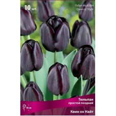 Тюльпан Квин ов Найт  (простой поздний)