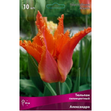 Тюльпан Александра