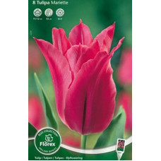 Тюльпан Мариетта