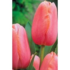 Тюльпан Ментон (простой поздний)