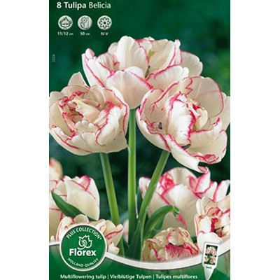 Тюльпан Белиция (многоцветковый)