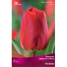 Тюльпан Оксфорд