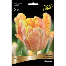 Тюльпан Онедин