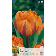Тюльпан Ориндж Принцесс 
