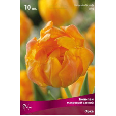 Тюльпан Орка