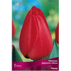 Тюльпан Парад 