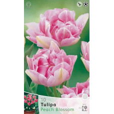 Тюльпан Пич Блоссом (махровый ранний)