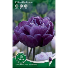 Тюльпан Пионовидный Блу Дэньюб