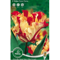 Тюльпан Попугайный Техас Флейм