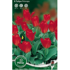 Тюльпан Принцепс