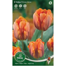 Тюльпан Принцесса Ирэн