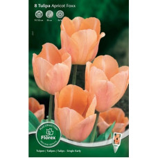 Тюльпан Простой ранний Эйприкот Фокс