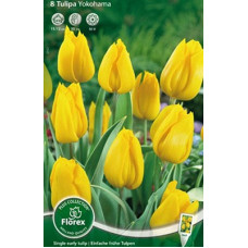 Тюльпан Простой ранний Йокогама