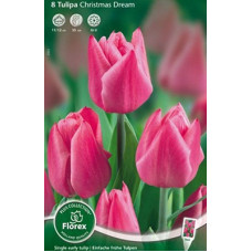 Тюльпан Простой ранний Кристмас Дрим