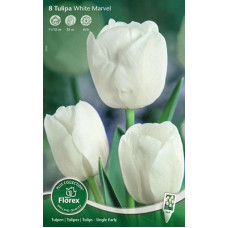 Тюльпан простой ранний Вайт Марвел