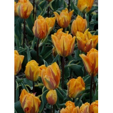 Тюльпан Равана