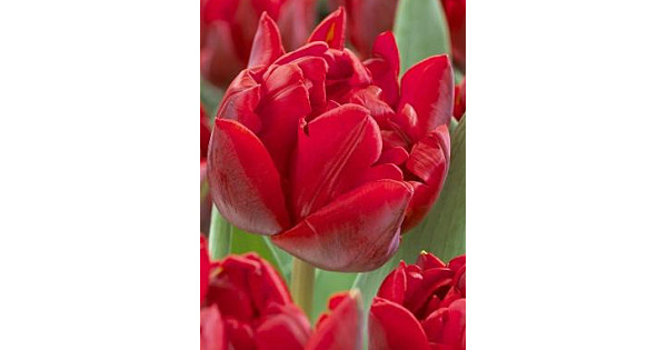 Тюльпан сорт ред бейби долл. Рэд нова. Red princess тюльпан. Тюльпан махровый ранний ред бейби долл. Тюльпан presto.