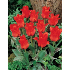 Тюльпан Ред Райдин Худ (Грейга)