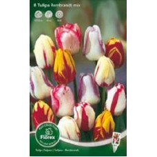 Тюльпан Рембрандта Смесь окрасок