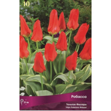 Тюльпан Робасса