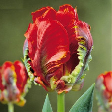 Тюльпан Рококо (Попугайные)