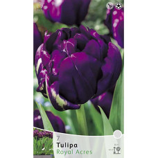 Тюльпан Роял Акрс (Махровые Ранние)
