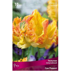 Тюльпан Сан Пэррот