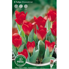 Тюльпан Шоувиннер (Кауфмана)