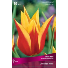 Тюльпан Синаеда Кинг (Лилиецветный)