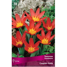 Тюльпан Скарлет Бэби