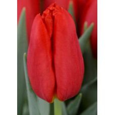 Тюльпан Стронг Файр